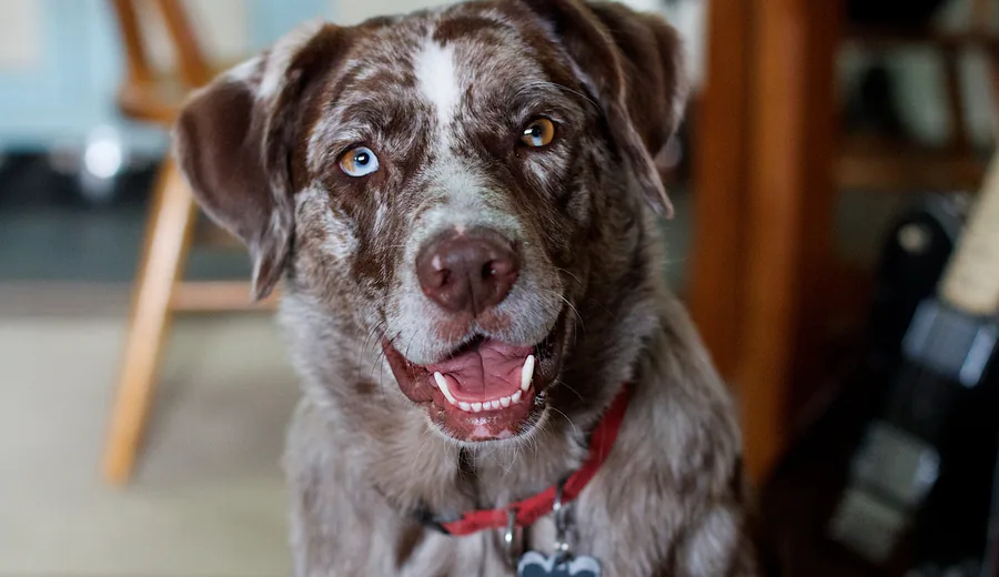 Cão a olhar para a câmara com expressão alegre
