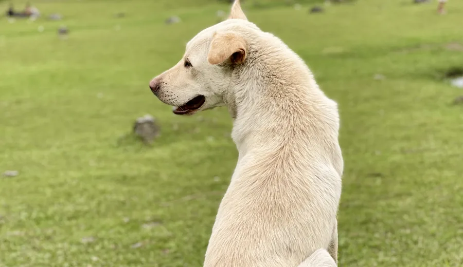 Cão sentado numa relva verde