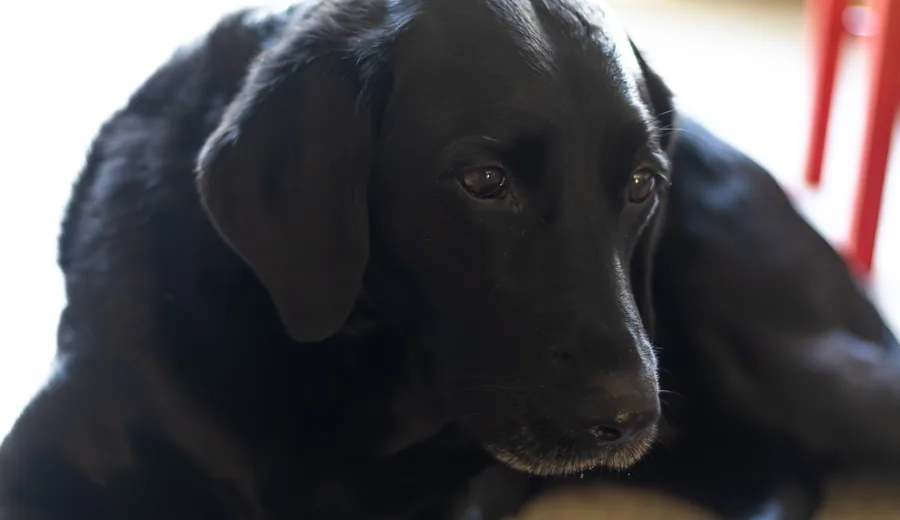 Cão a repousar num ambiente interior calmo