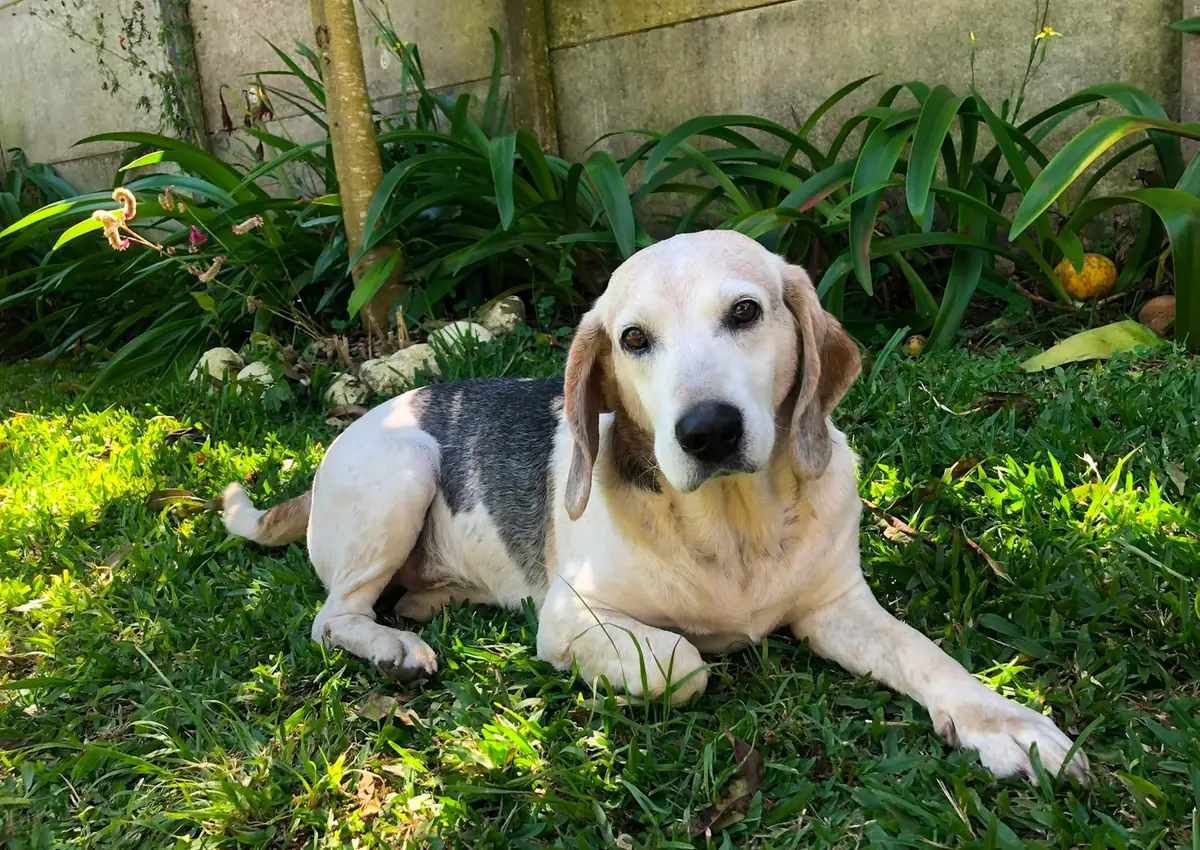Cão a descansar num jardim relvado rodeado de plantas