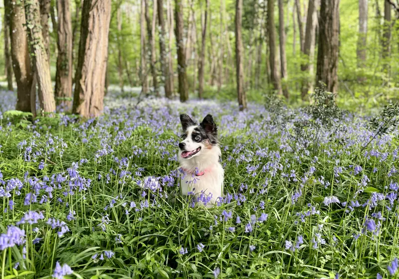 Cão sentado num prado florido, ao ar livre