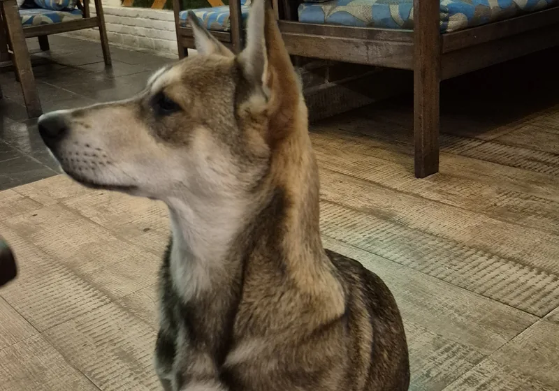 Cão num espaço interior acolhedor com pavimento de madeira