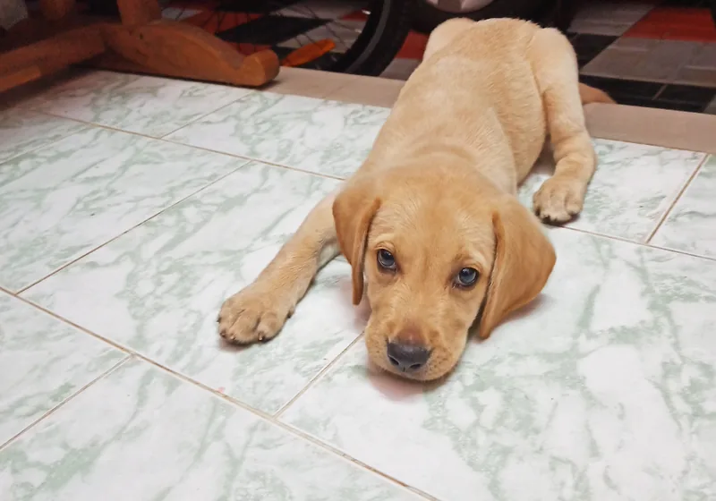 Cachorro de labrador deitado a descansar