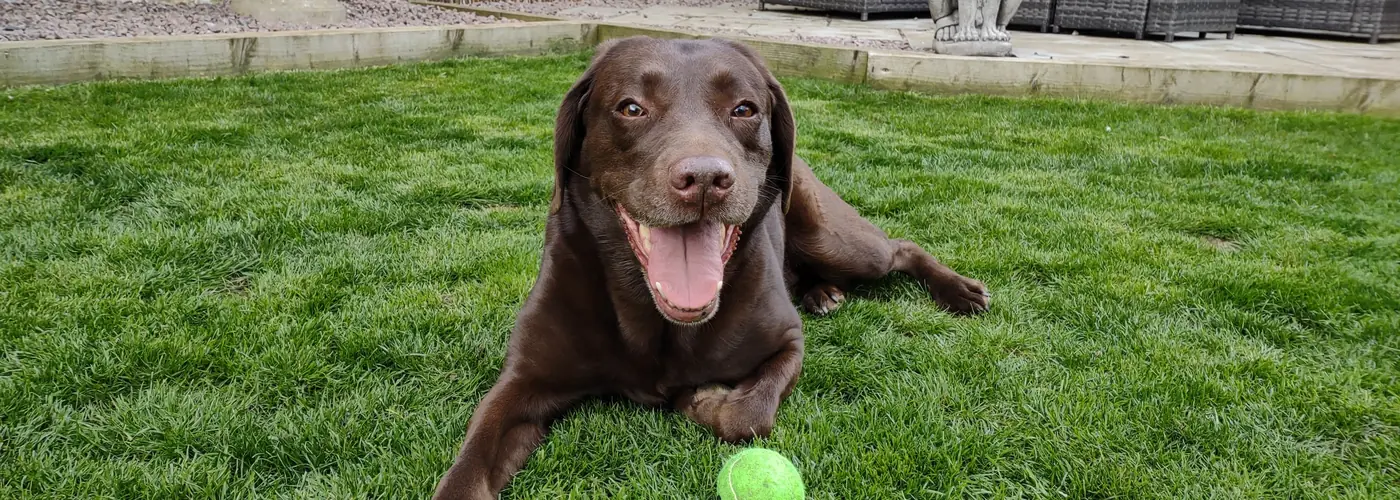 Cão a brincar com uma bola de ténis na relva