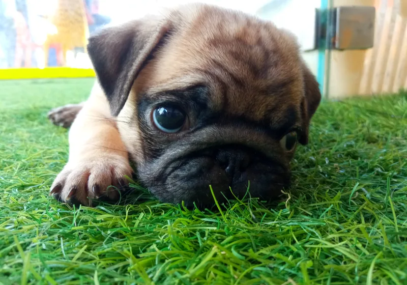 Cachorro deitado tranquilamente na relva