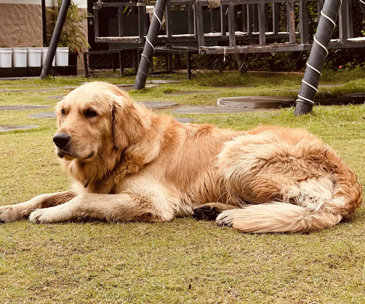 Cão tranquilo deitado num jardim relvado ao sol