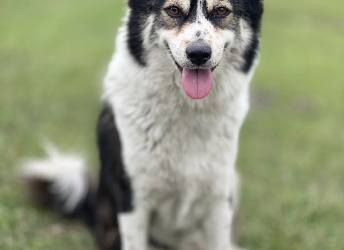 Cão atento a olhar para a câmara numa zona relvada