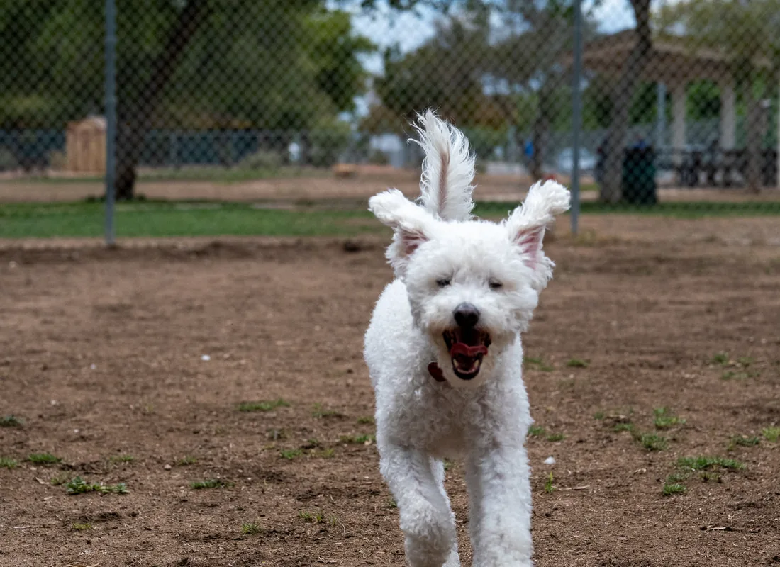 Cão a correr alegremente num recinto vedado