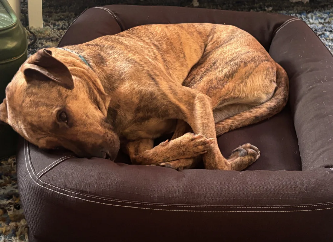 Cão a dormir tranquilamente numa cama para cães